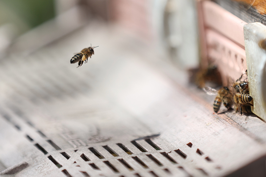 Arıların Gen Haritasını Çıkaran Uzmanlar Saf Irkların Korunması Gerektiğini Belirtti (6)