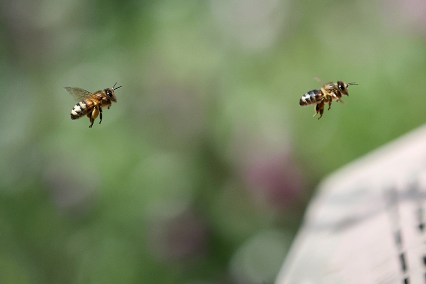 Arıların Gen Haritasını Çıkaran Uzmanlar Saf Irkların Korunması Gerektiğini Belirtti (7)