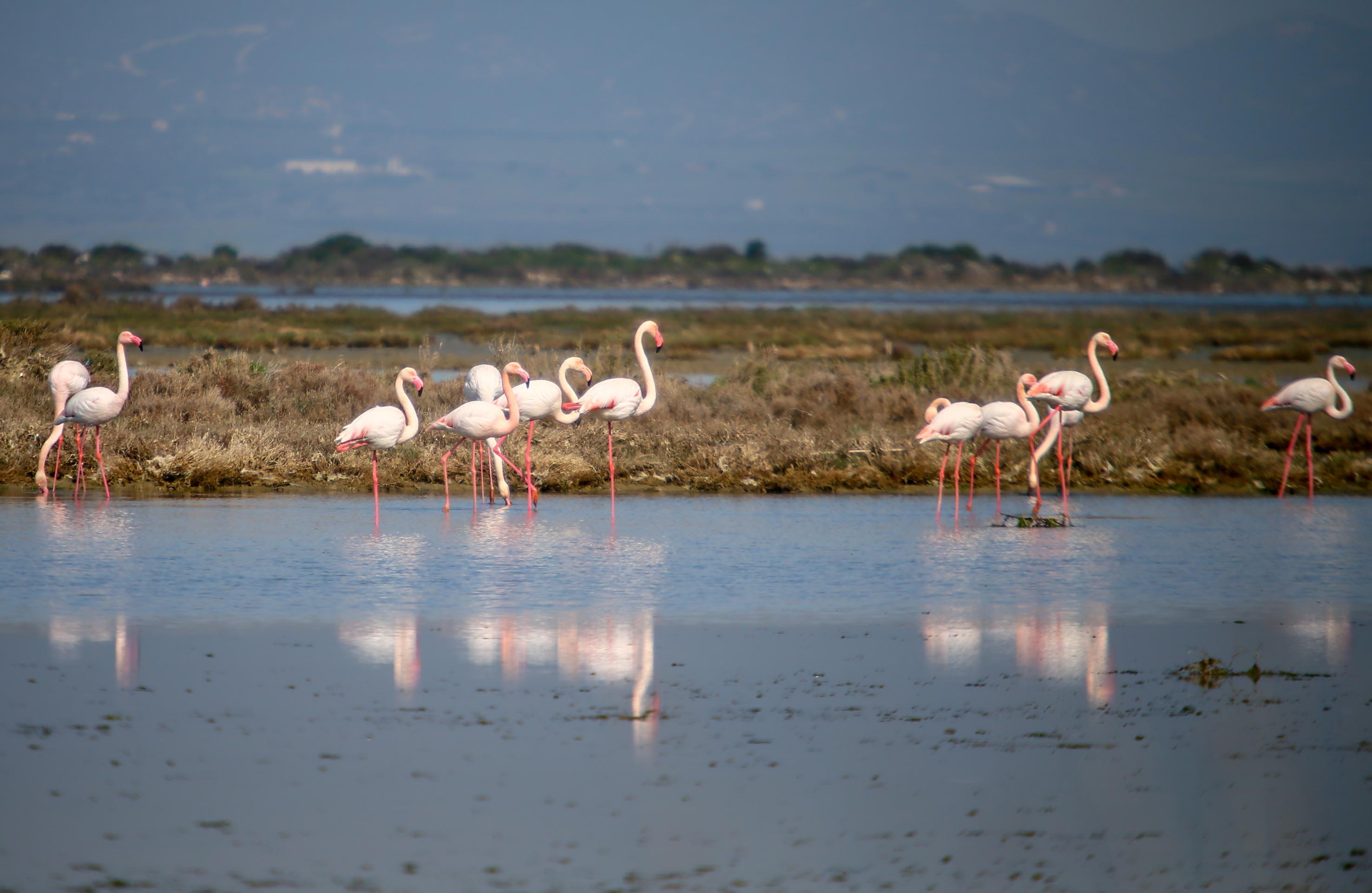 Manisa Ve Ege'deki 30 Sulak Alanda Su Kuşları Sayıldı (10)