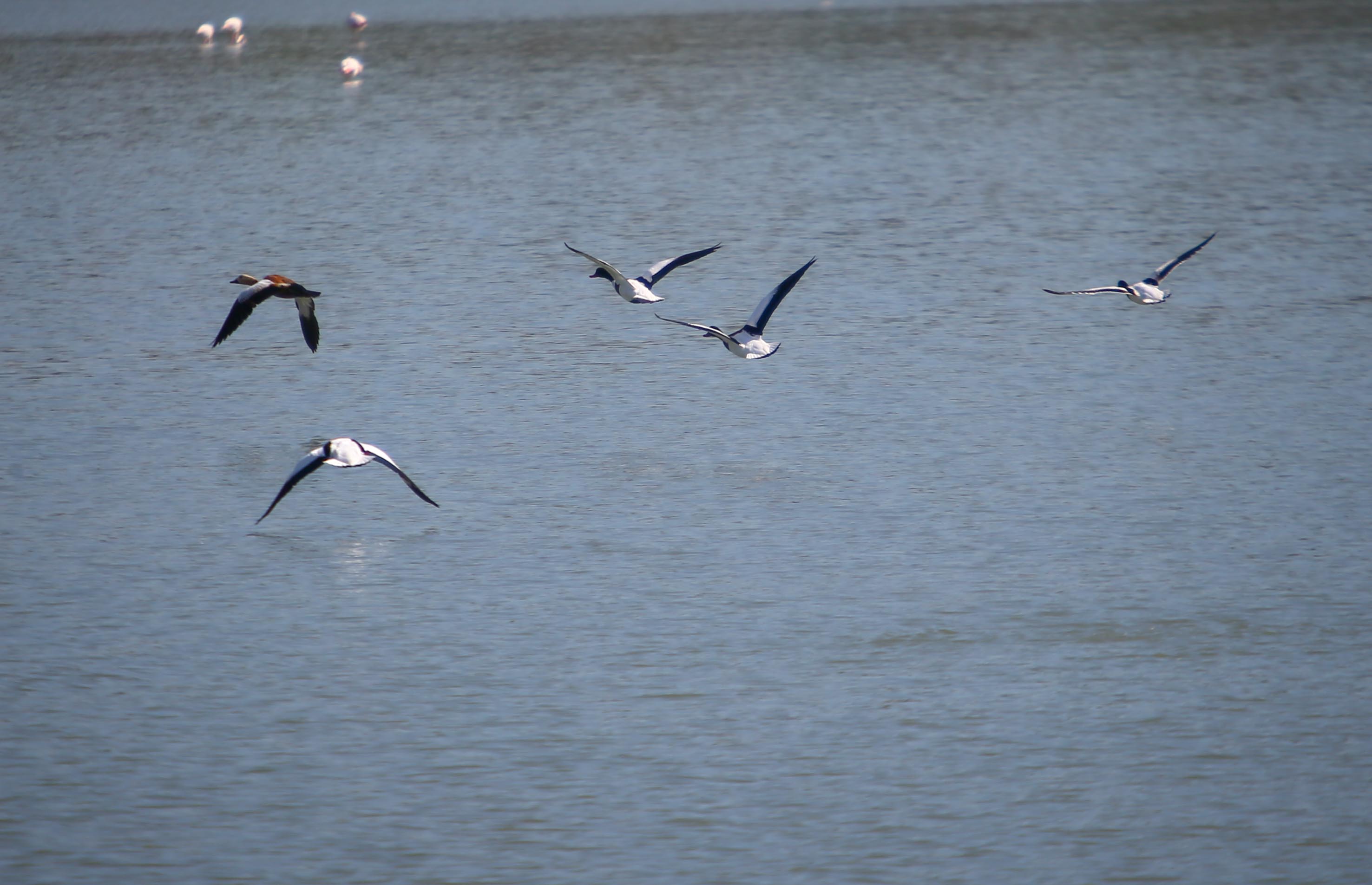 Manisa Ve Ege'deki 30 Sulak Alanda Su Kuşları Sayıldı (3)
