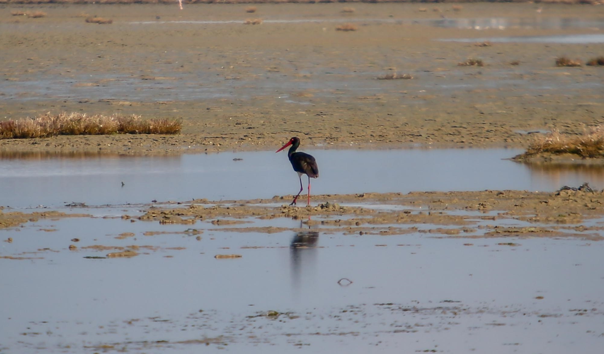 Manisa Ve Ege'deki 30 Sulak Alanda Su Kuşları Sayıldı (5)
