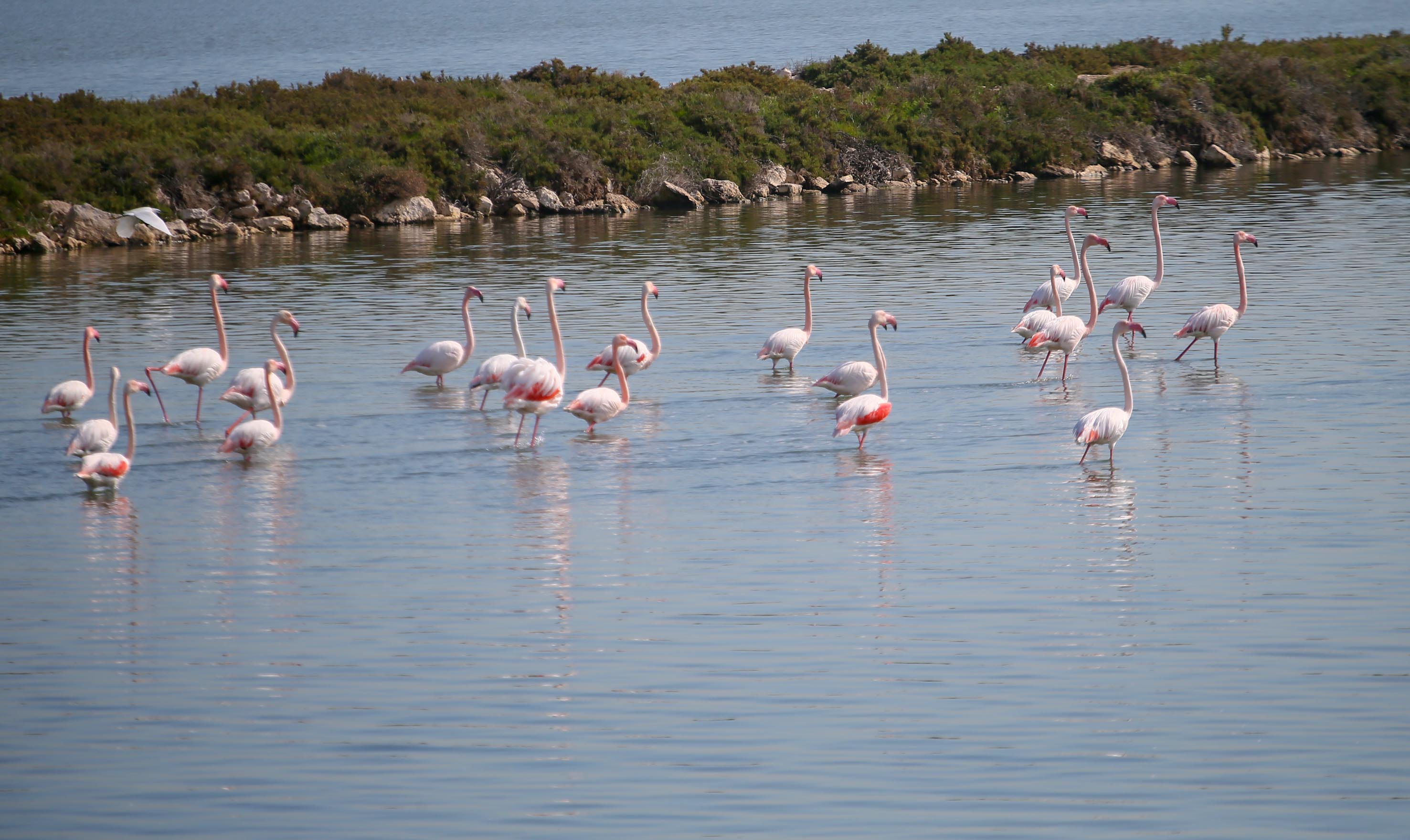 Manisa Ve Ege'deki 30 Sulak Alanda Su Kuşları Sayıldı (7)