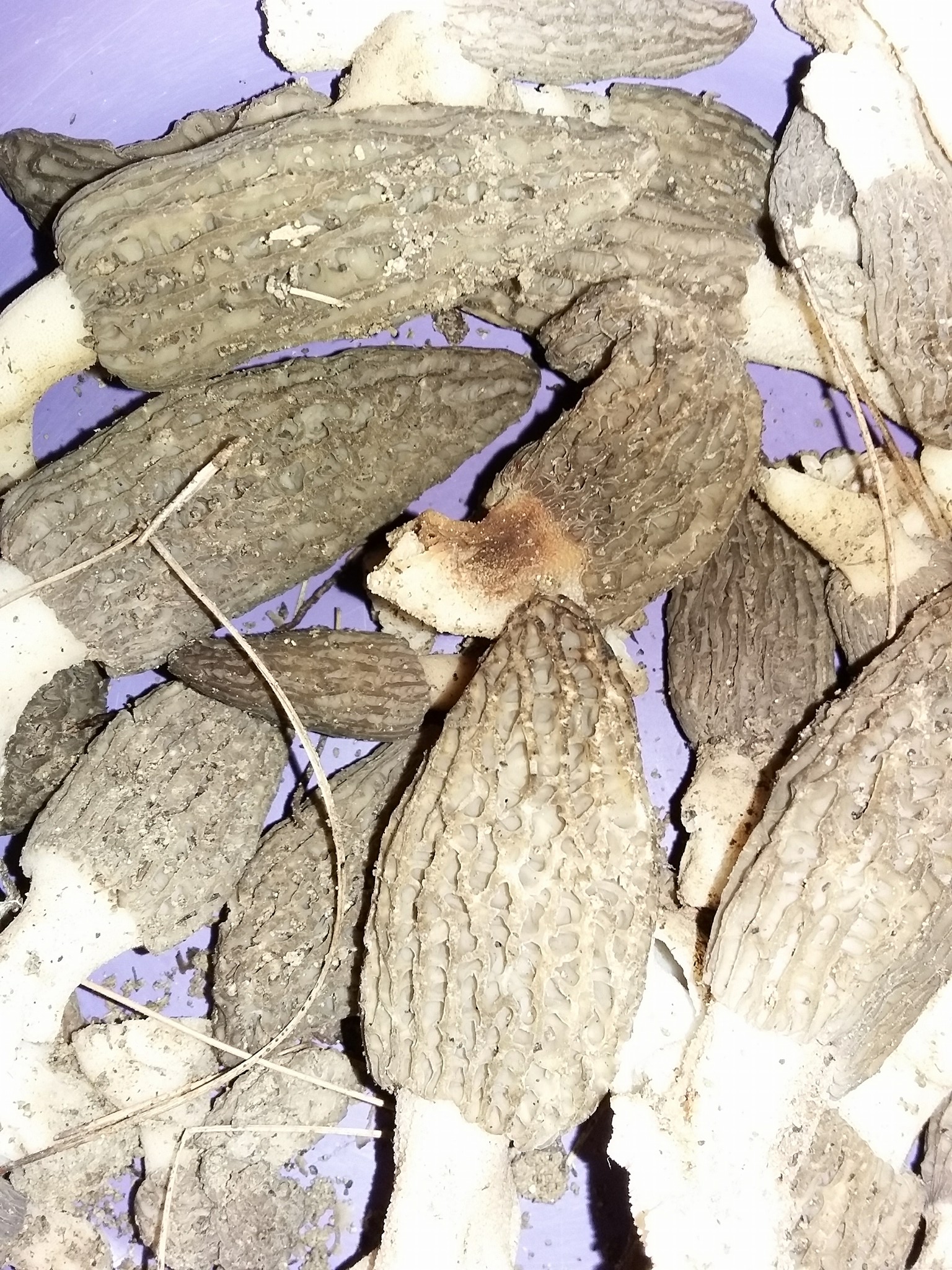 Manisa'da Kuzu Göbeği Mantarının Mevsimi Başladı Kuzu Göbeği Nasıl Toplanır (3)