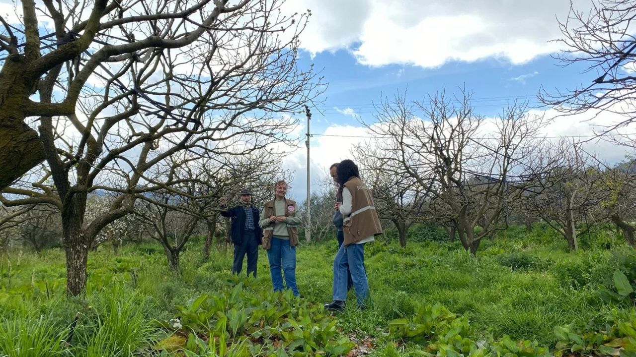Manisa'da, Trabzon Hurma Bahçelerinde Hummalı Çalışma (1)