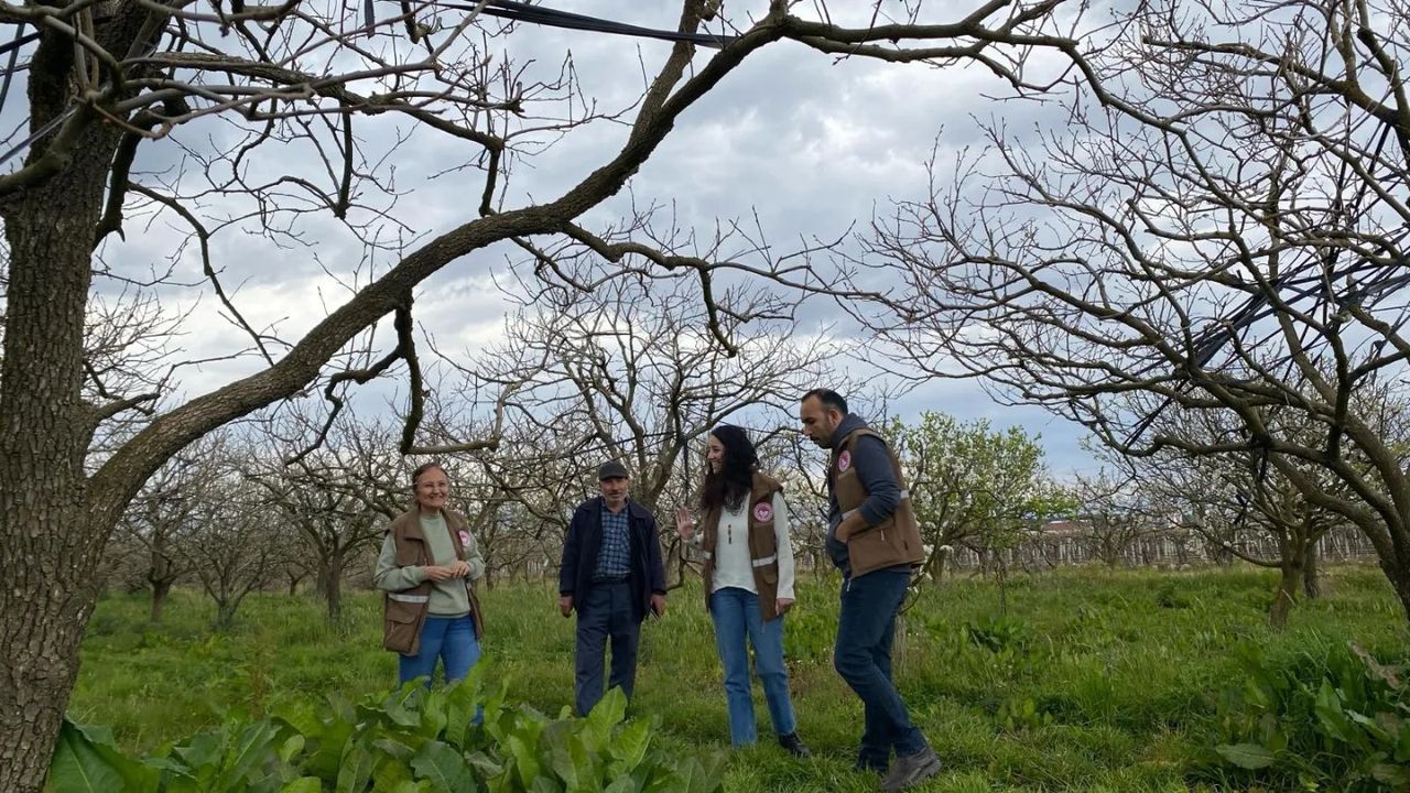 Manisa'da, Trabzon Hurma Bahçelerinde Hummalı Çalışma (2)