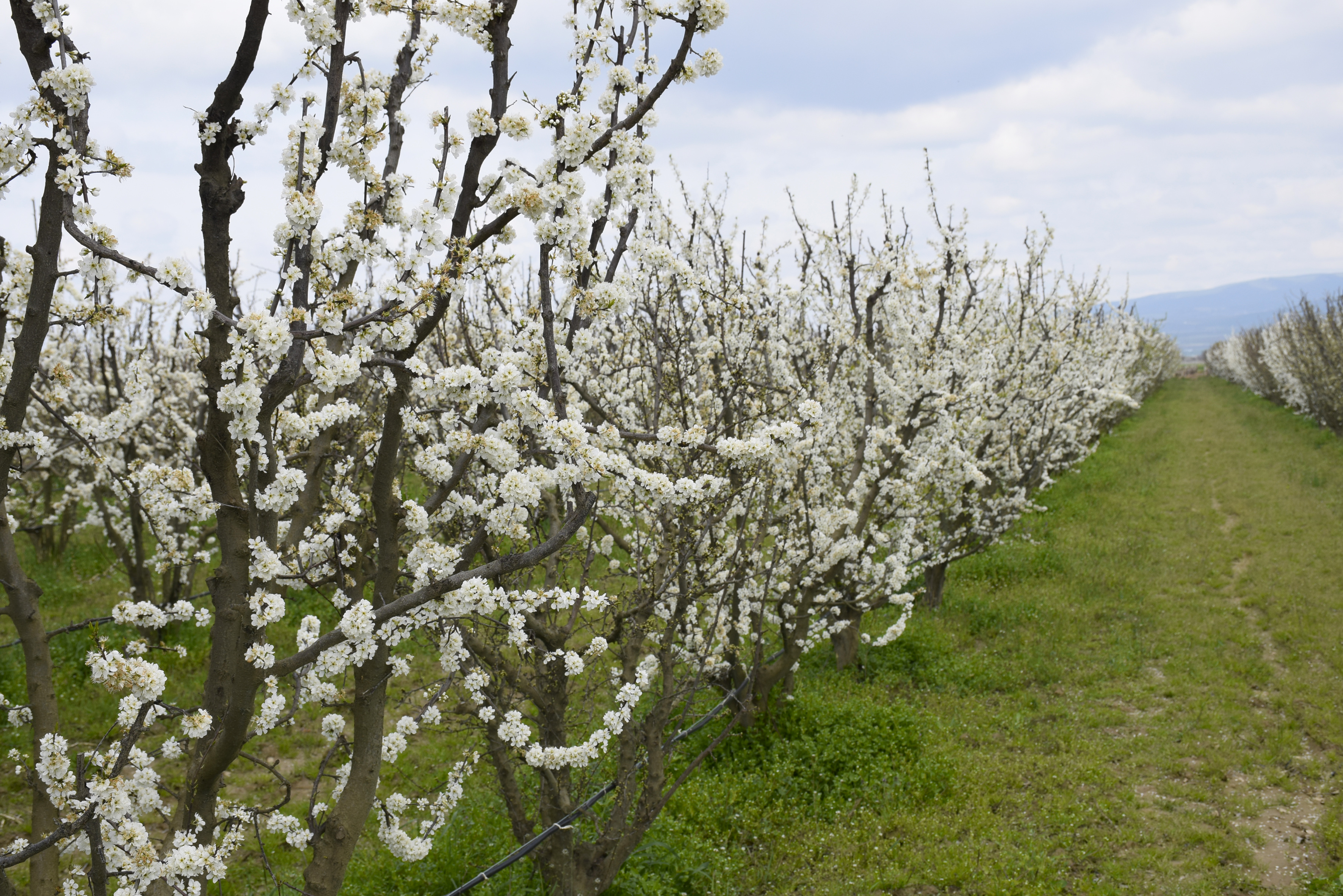 Turgutlu'da Meyve Ağaçları Çiçek Açtı (3)