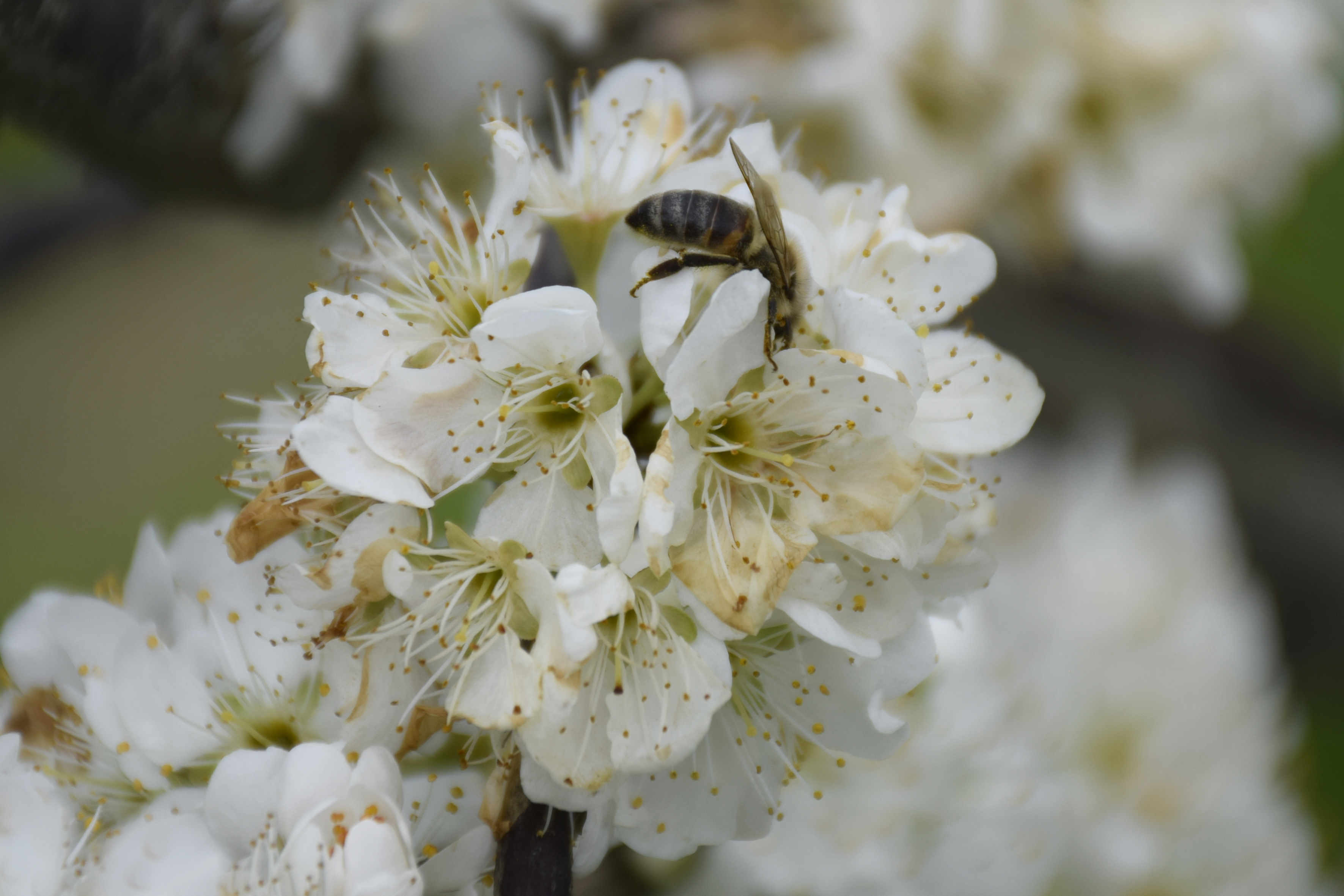 Turgutlu'da Meyve Ağaçları Çiçek Açtı (4)