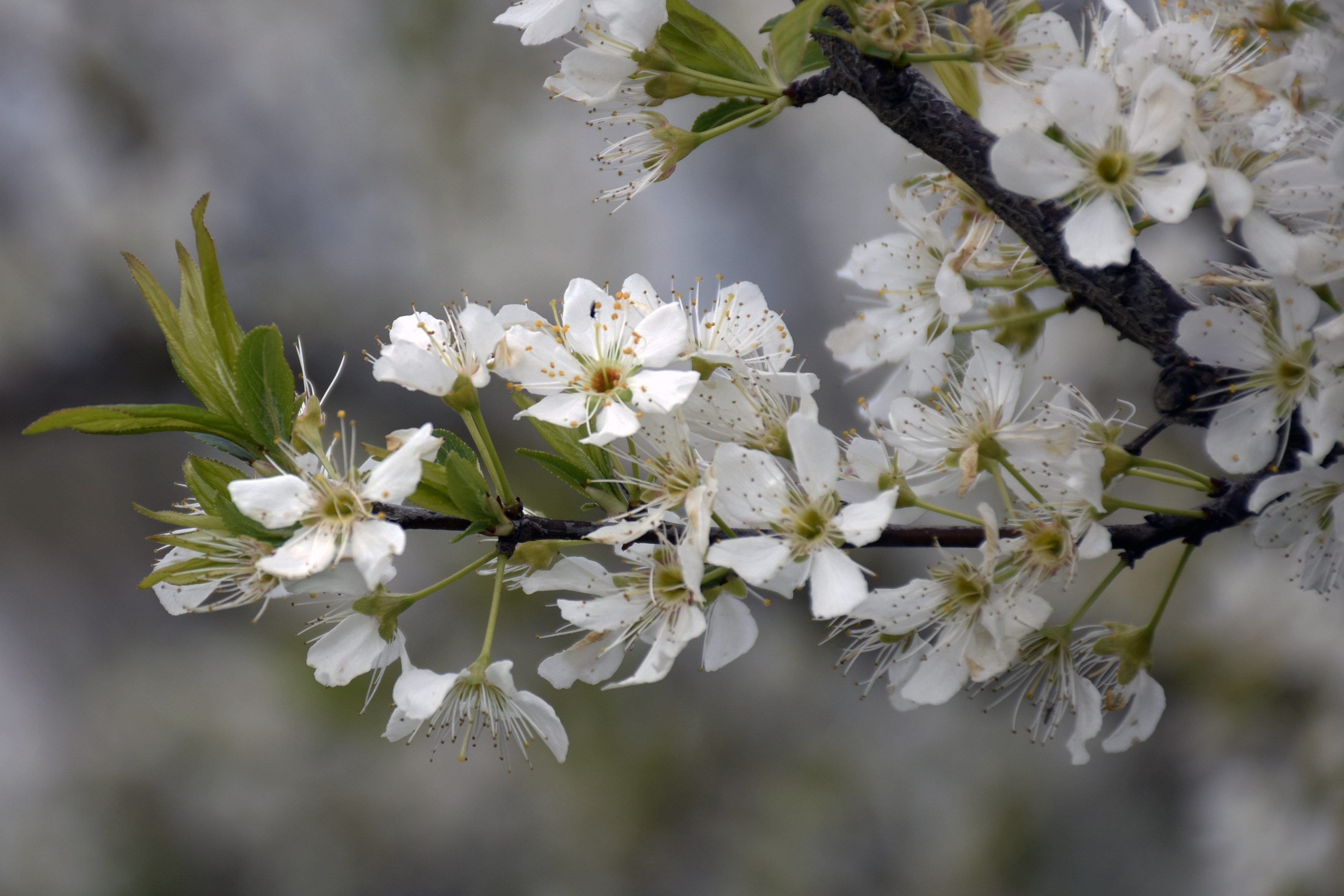 Turgutlu'da Meyve Ağaçları Çiçek Açtı (5)