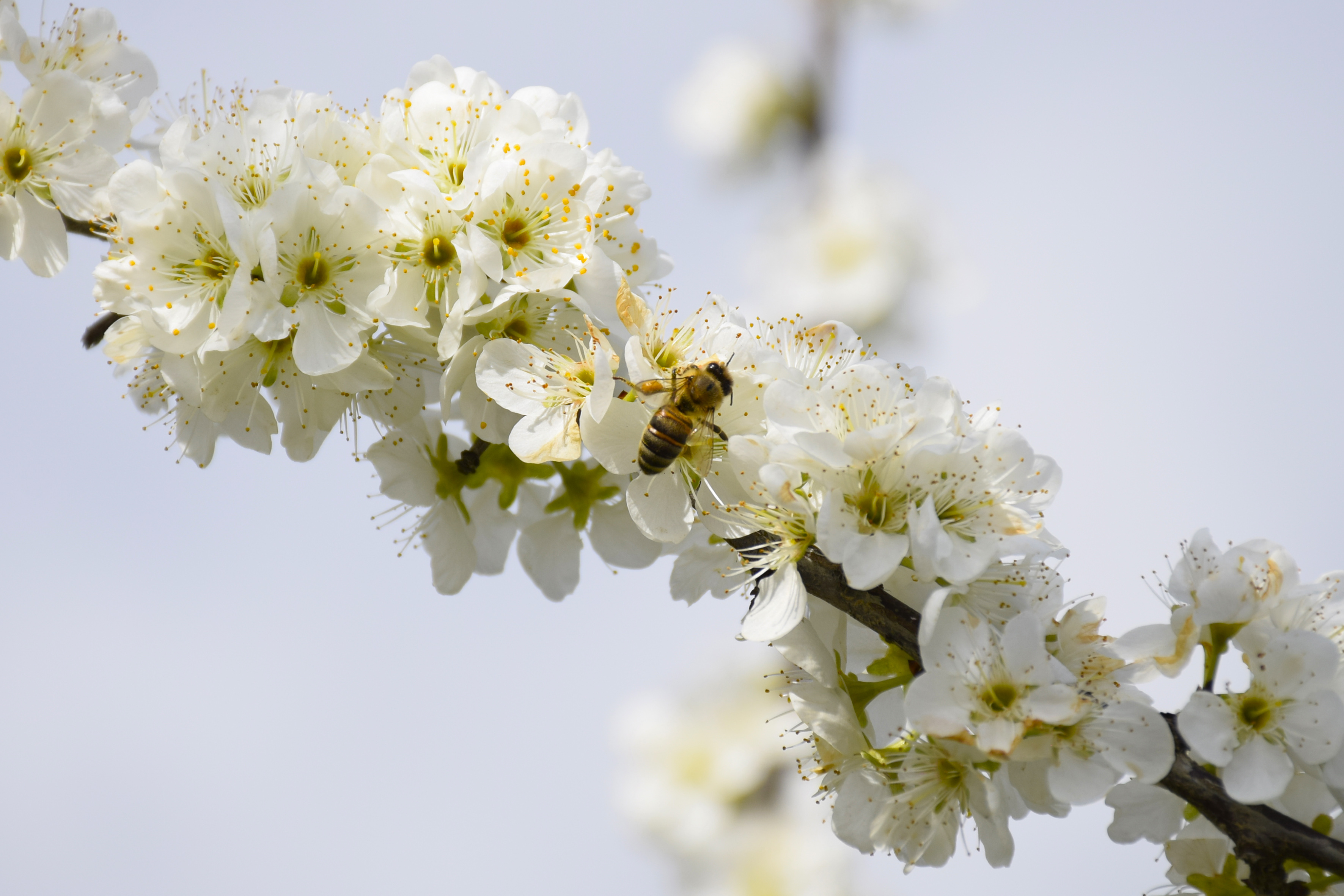Turgutlu'da Meyve Ağaçları Çiçek Açtı (7)