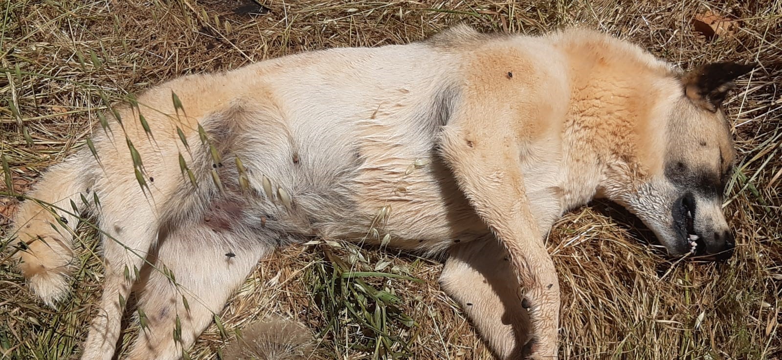 Kedi Ve Köpek Katliamı 5 Köpek Ve 2 Kedi Zehirlendi (3)