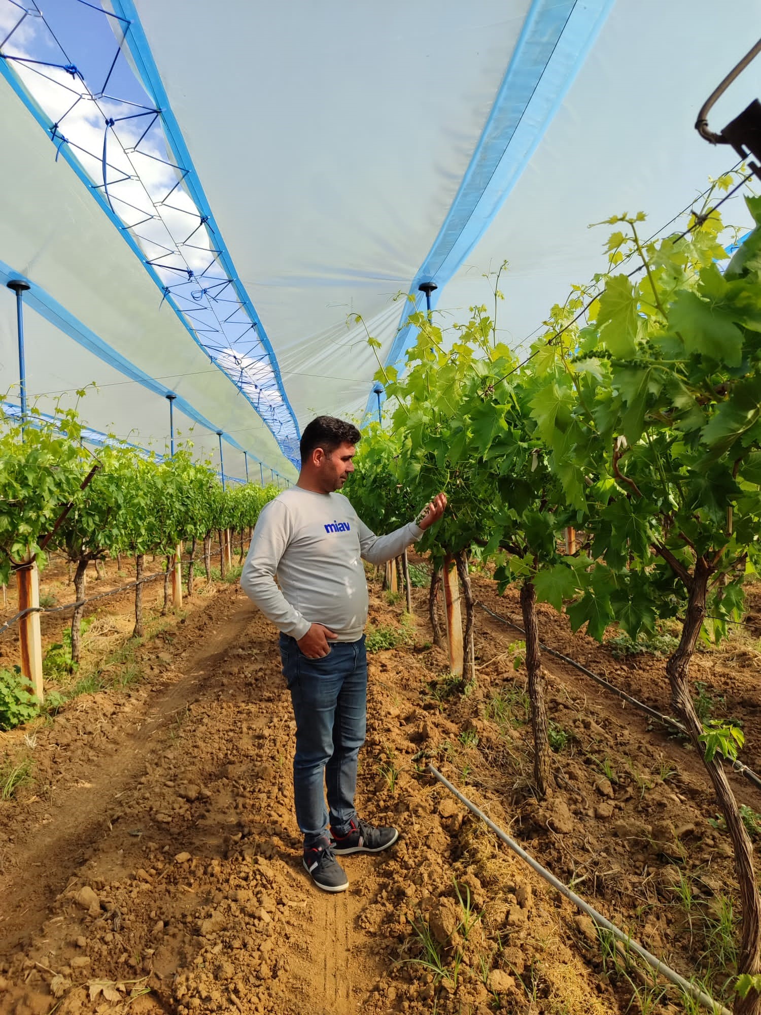 Manisa'nın Dünyaca Ünlü Üzüm Bağları Örtüyle Kaplanıyor (2)