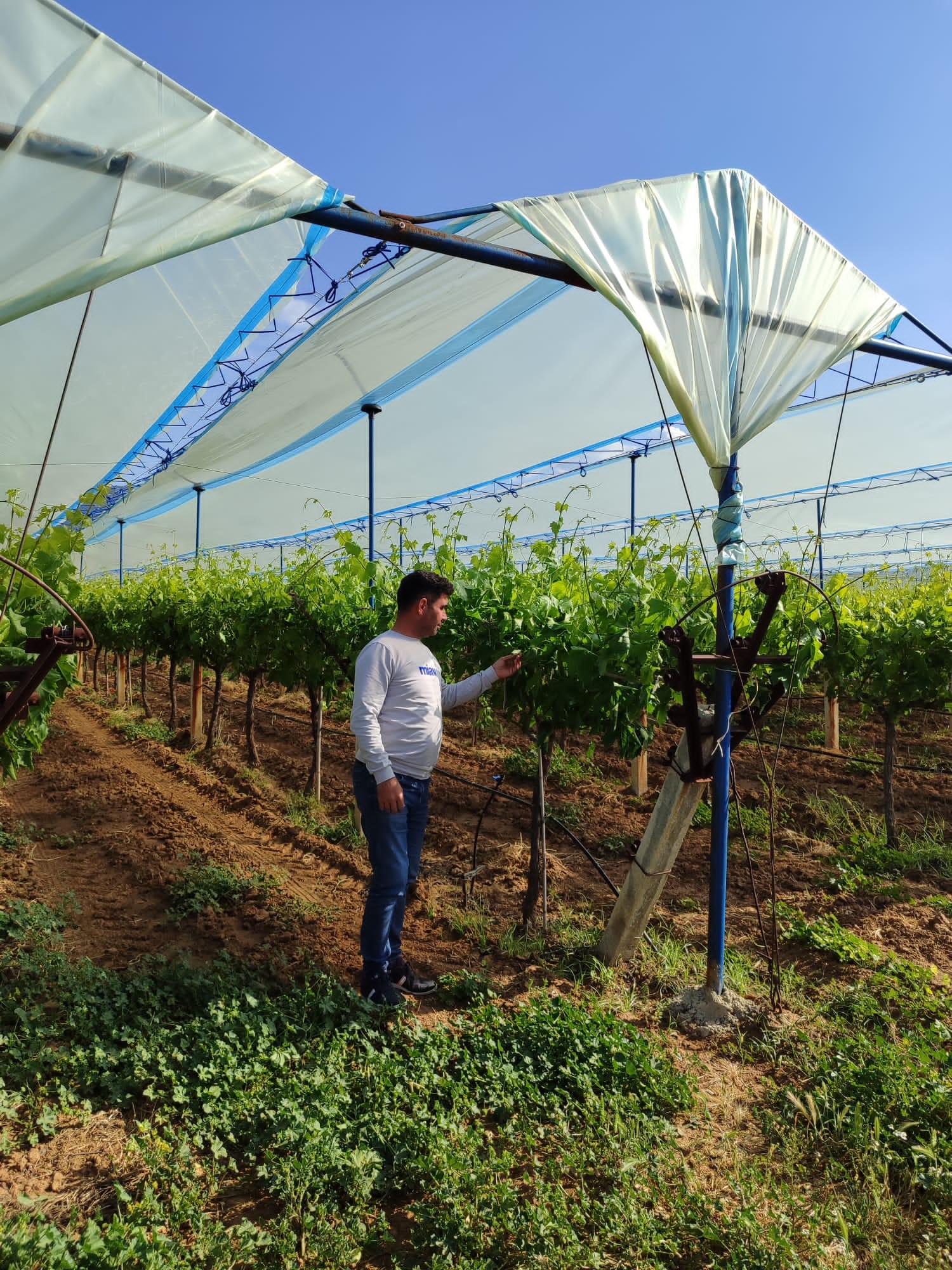 Manisa'nın Dünyaca Ünlü Üzüm Bağları Örtüyle Kaplanıyor (3)