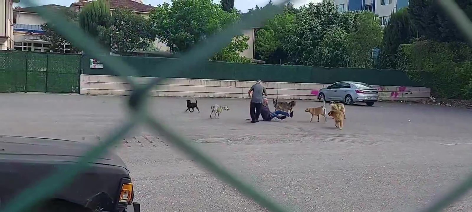 Çocuk Parkında Dehşet Anları 10 Köpeğin Saldırısına Uğradı (1)