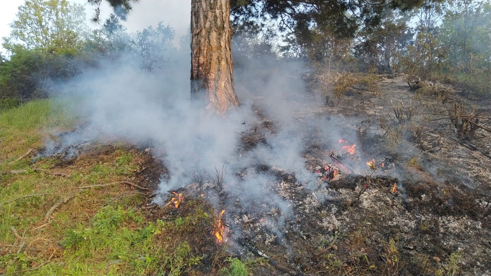 Orman Yangını Büyümeden Önlendi (2)