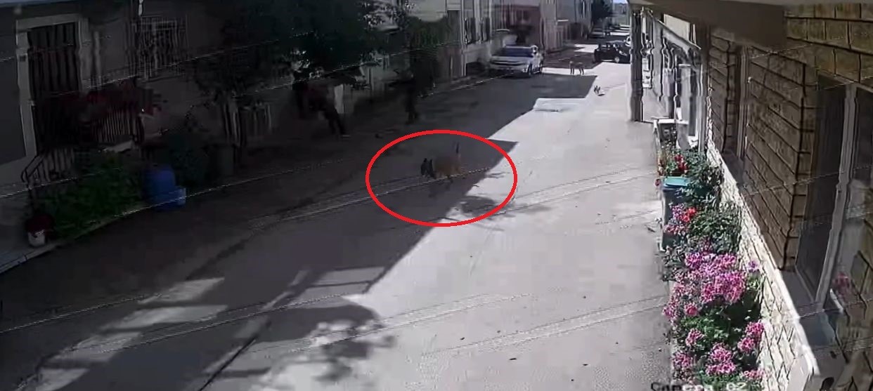 Sokak Köpekleri 3 Çocuğa Saldırdı, Olay Anı Kameraya Yansıdı   (2)