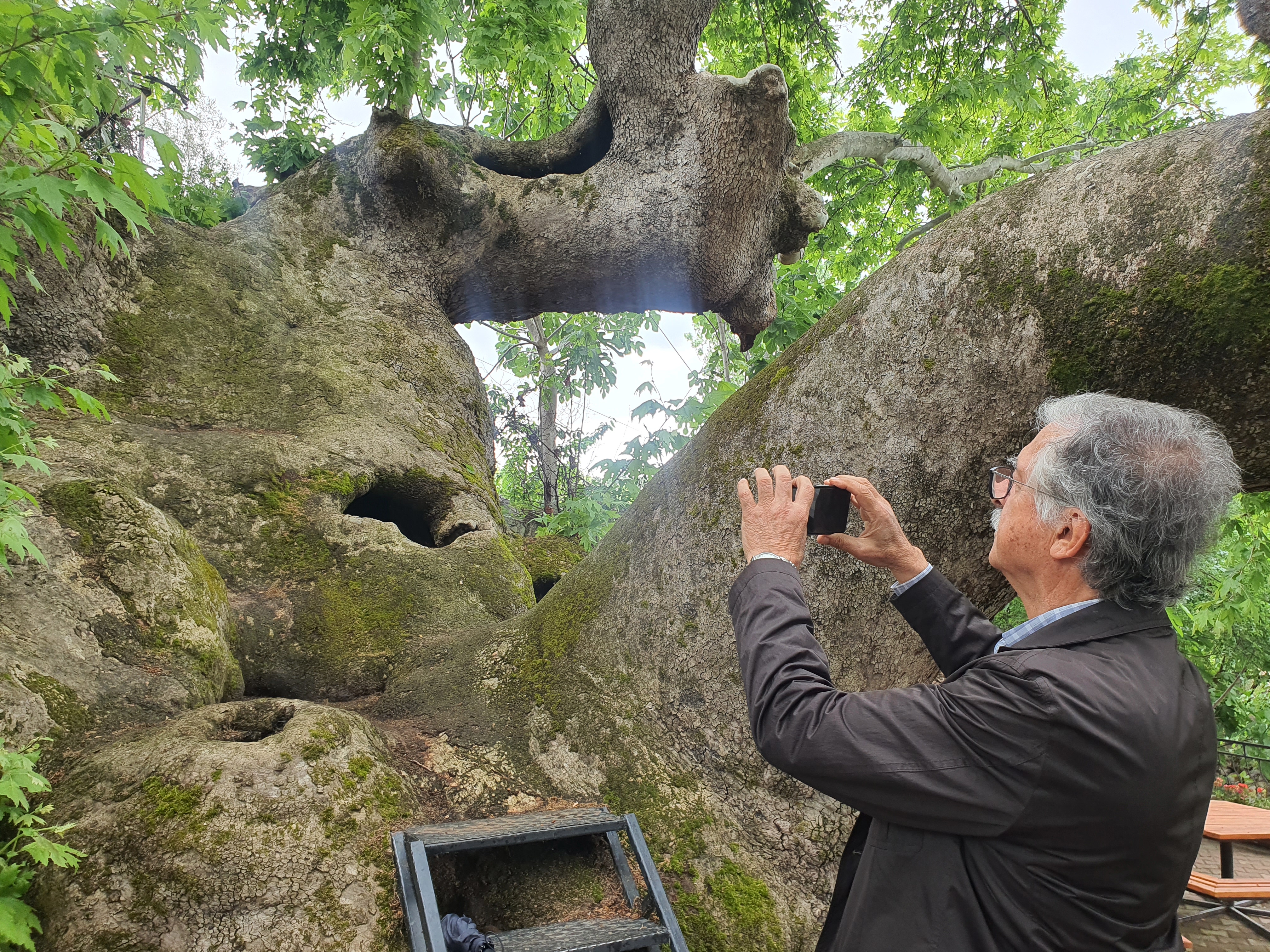 Demirci'de Anıt Ağaca Ziyaretçi Akını (3)