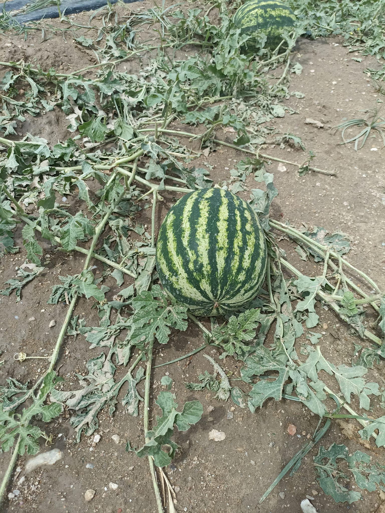 Manisa'da Dolu'dan Zarar Gören Tarım Arazilerin Inceleme Başlatıldı (1)