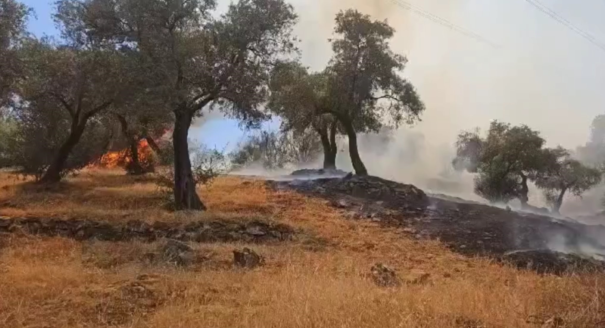 Aydın'daki Yangın Kontrol Altına Alındı (2)