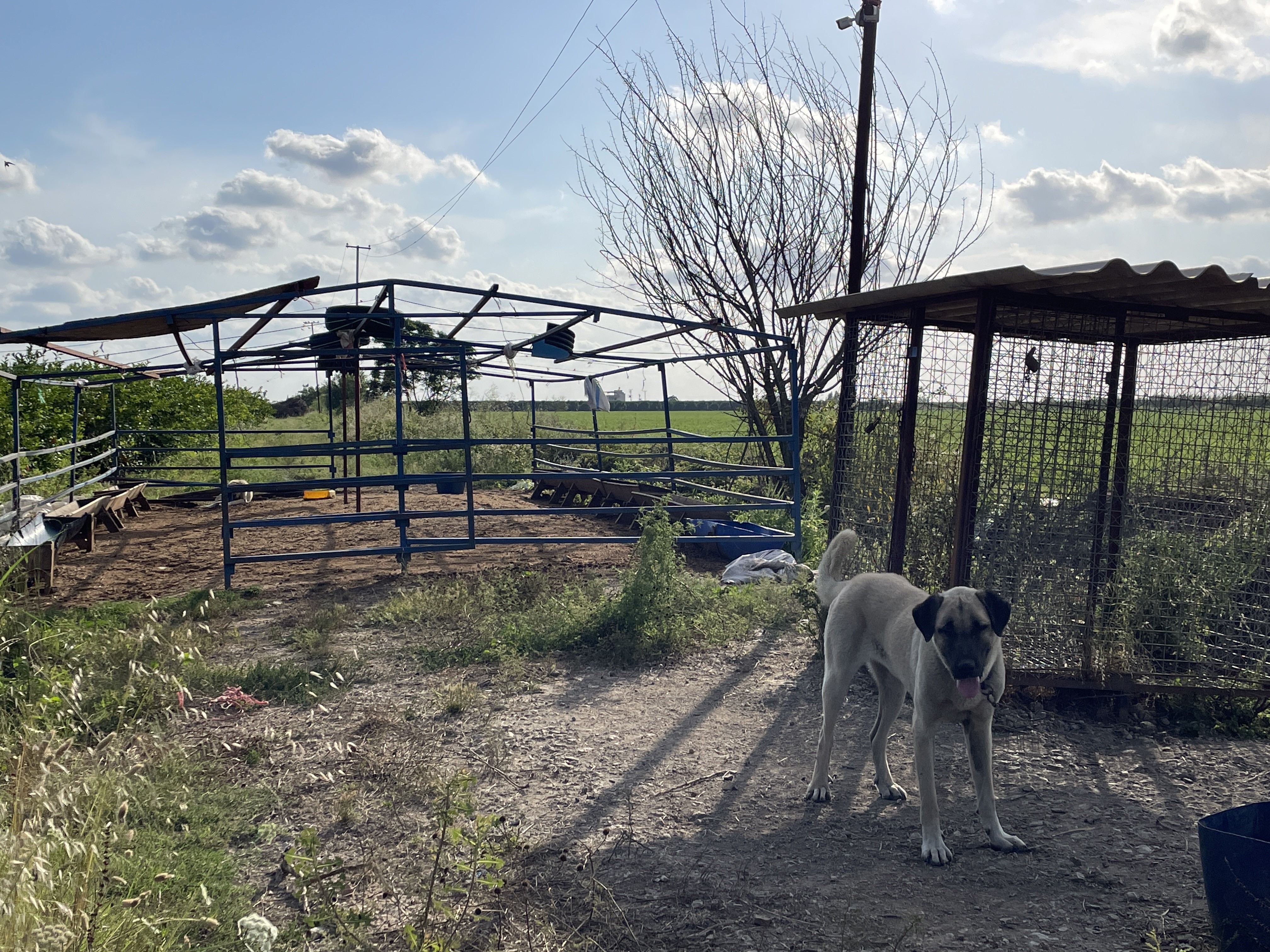 Kangal Köpeği Uyutup, Kurbanlık Koyunları Çaldılar (1)