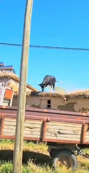 Kurbanlık Sahibinden Kaçarken Kendini Çatıda Buldu (3)