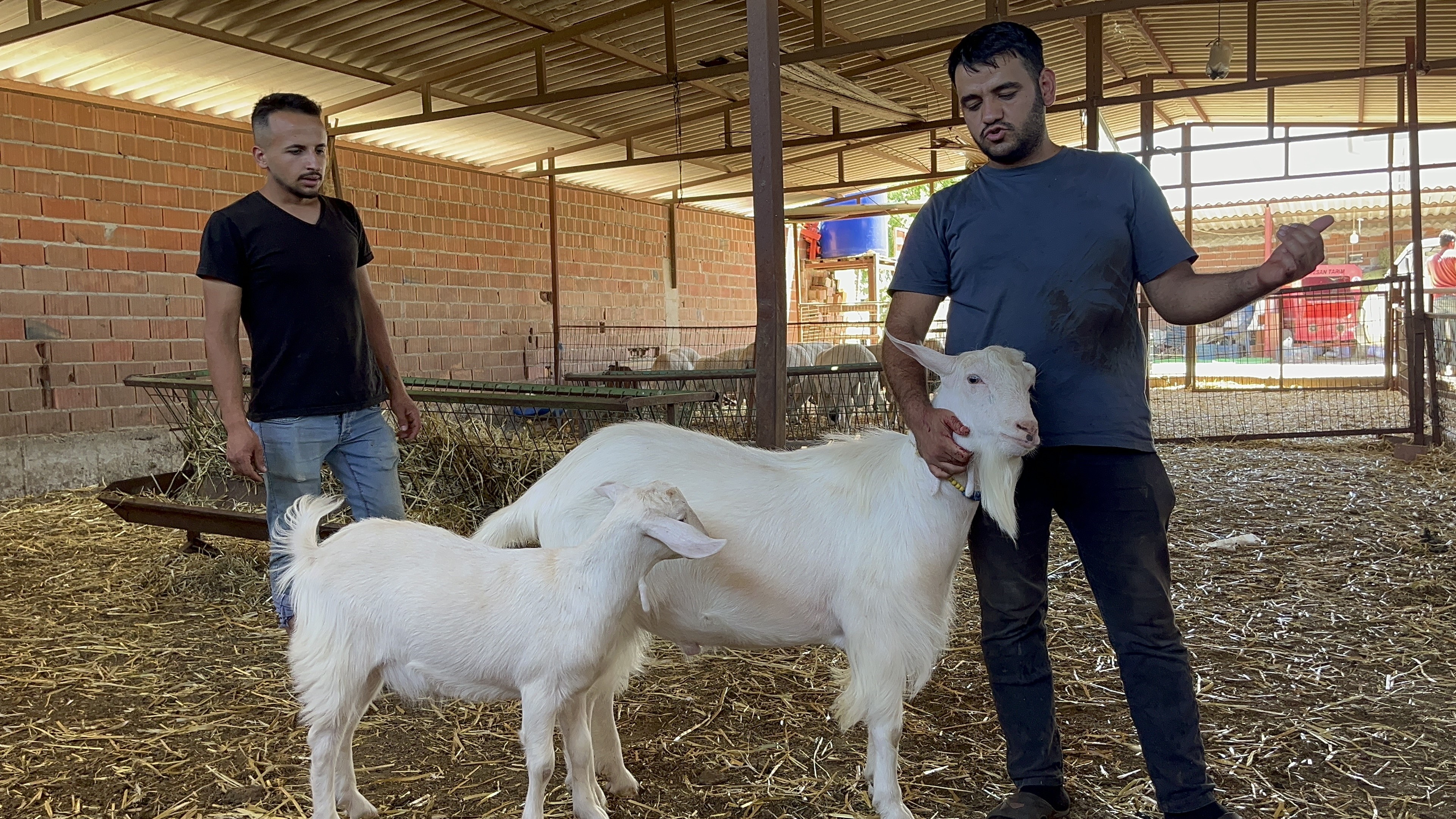 Manisa'da Yaklaşık 3 Yaşındaki Kılavuz Keçi, Yeteneği Sayesinde Geçirdiğ (2)