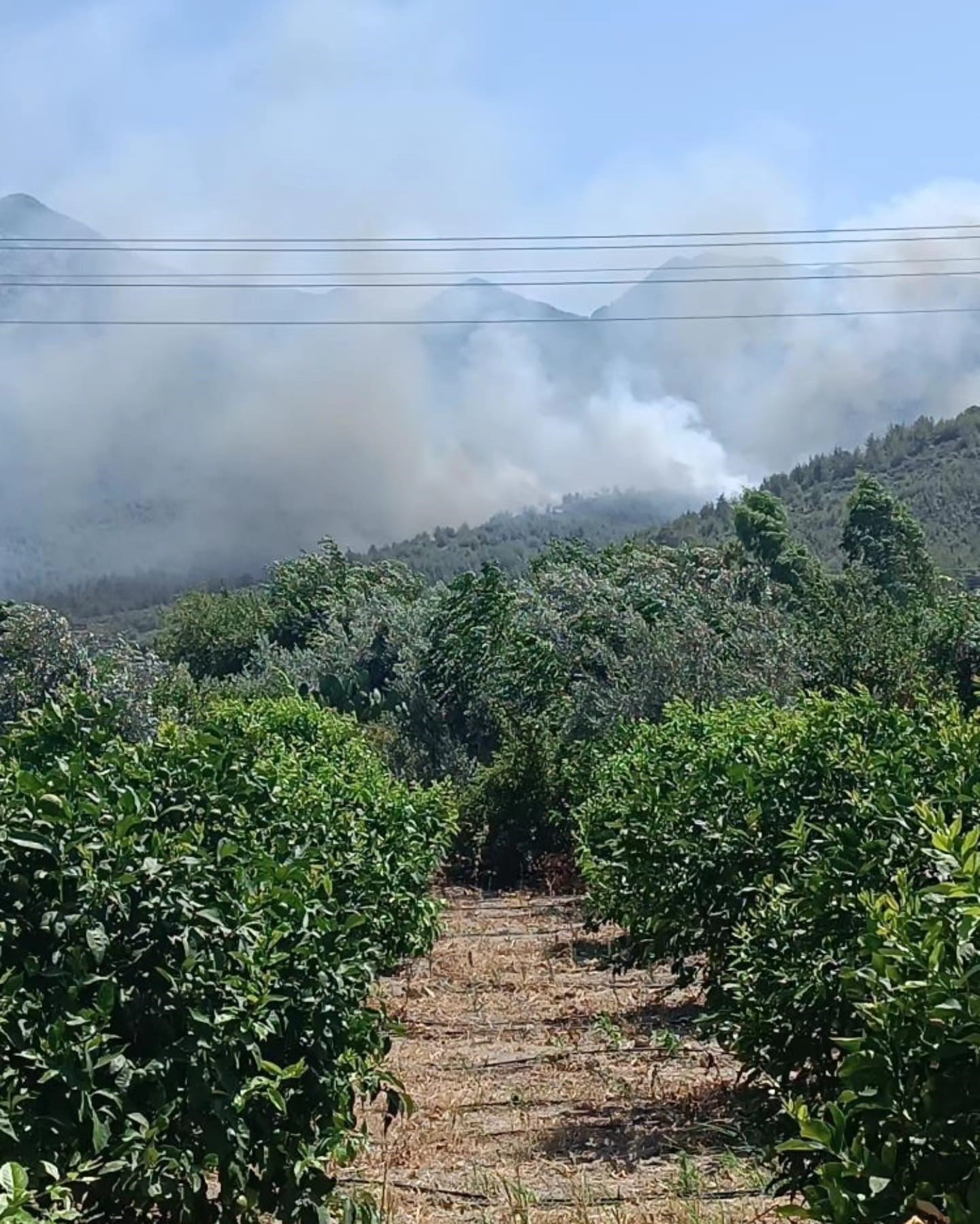 Hatay’da Orman Yangını (3)