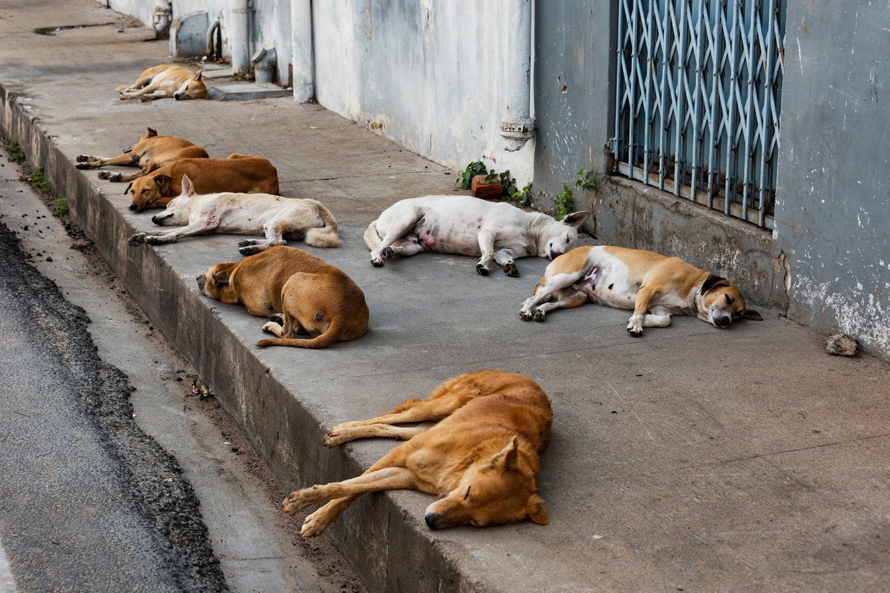 Kuduz Vakalarında Artış Yaşanıyor! Başıboş Köpek Sorunu Büyüyor (1)