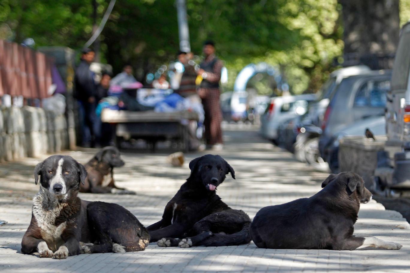 Kuduz Vakalarında Artış Yaşanıyor! Başıboş Köpek Sorunu Büyüyor (2)