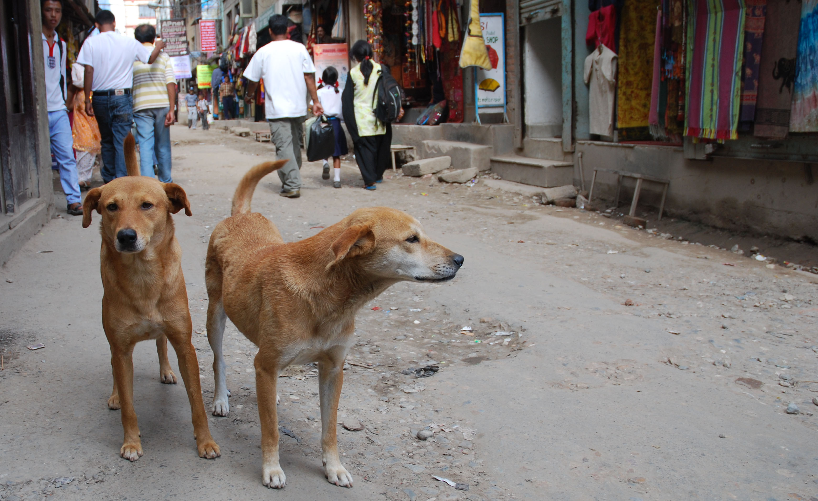 Kuduz Vakalarında Artış Yaşanıyor! Başıboş Köpek Sorunu Büyüyor (3)