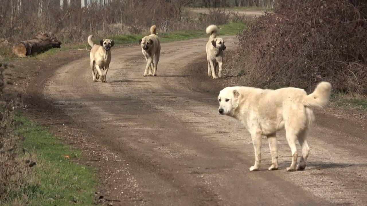 Kuduz Vakalarında Artış Yaşanıyor! Başıboş Köpek Sorunu Büyüyor2