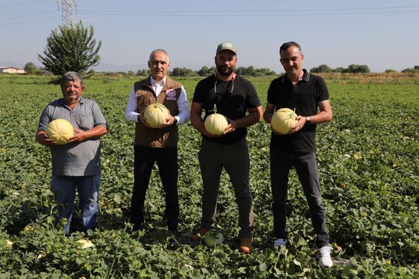 Manisa Tarımının Yeni Gözdesi ‘Kuzu’ Kavunu (2)