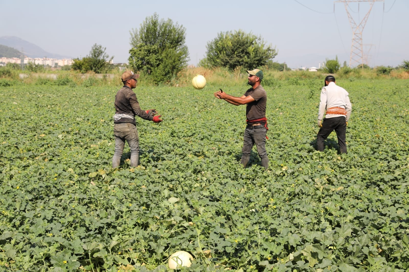 Manisa Tarımının Yeni Gözdesi ‘Kuzu’ Kavunu (3)