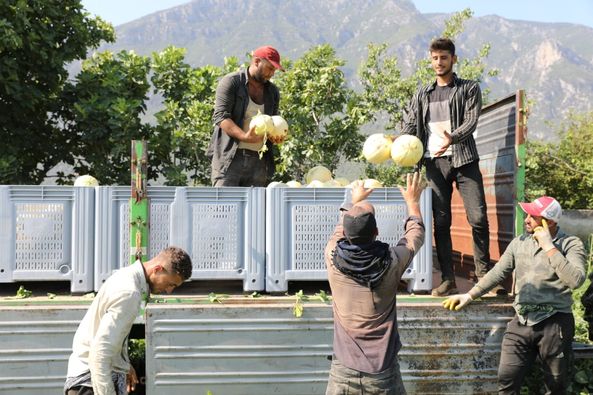 Manisa Tarımının Yeni Gözdesi ‘Kuzu’ Kavunu (5)