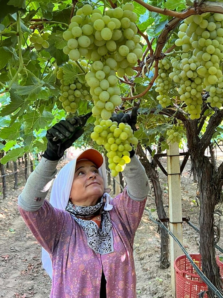 Manisa'da Üzüm Fiyatları Belli Oldu (2)