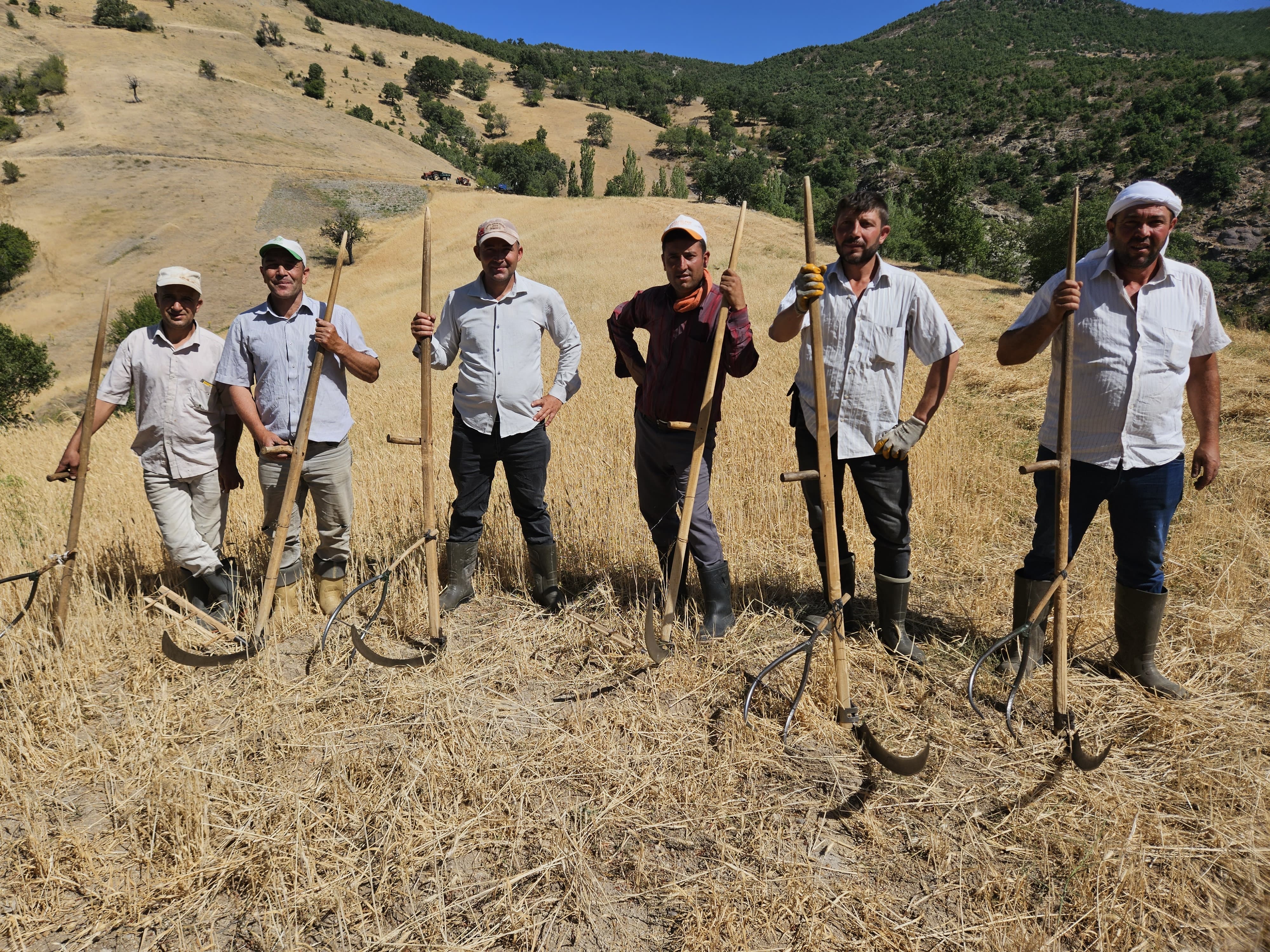 Manisa'daki Engebeli Arazilerde Arpa Ve Buğday Hasadı Imeceyle Yapılıyor (2)