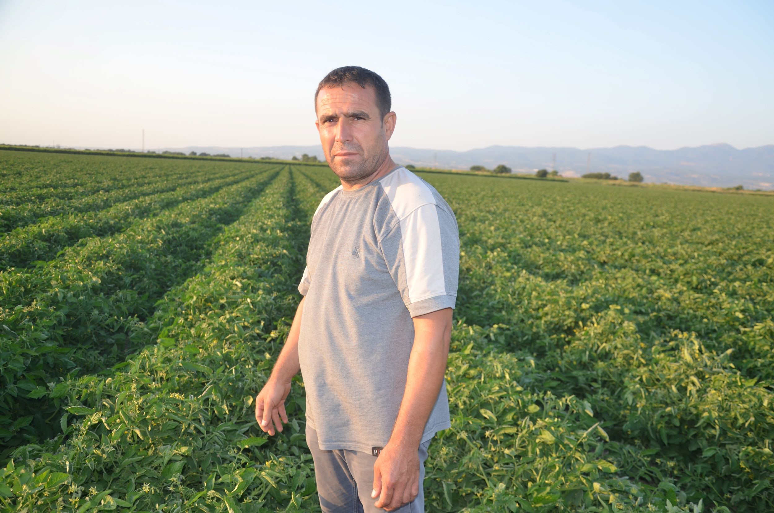 Turgutlulı Üreticiler Domates Fiyatları Düşük Buluyor (1)