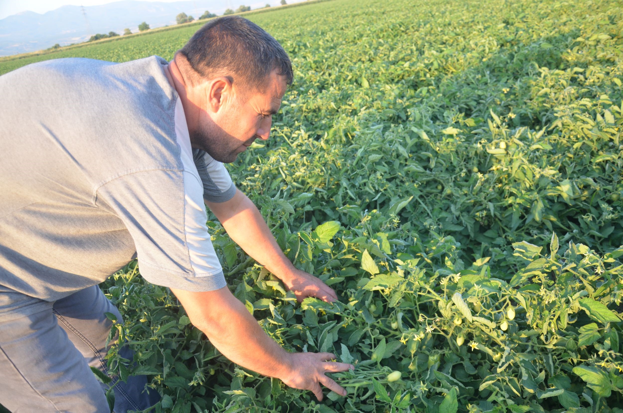 Turgutlulı Üreticiler Domates Fiyatları Düşük Buluyor (4)