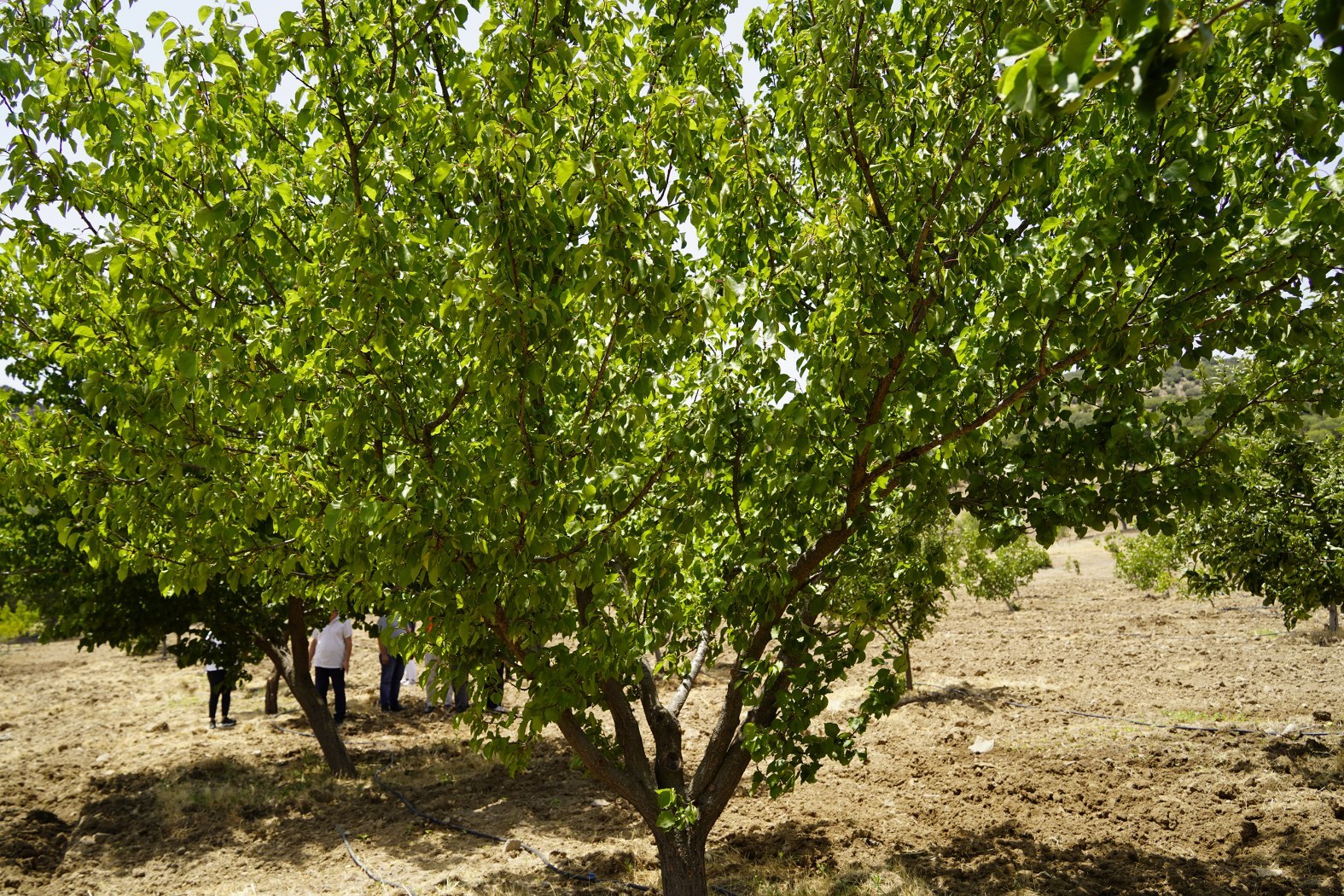 Yunusemre’de Meyve Hasadı Başladı (2)