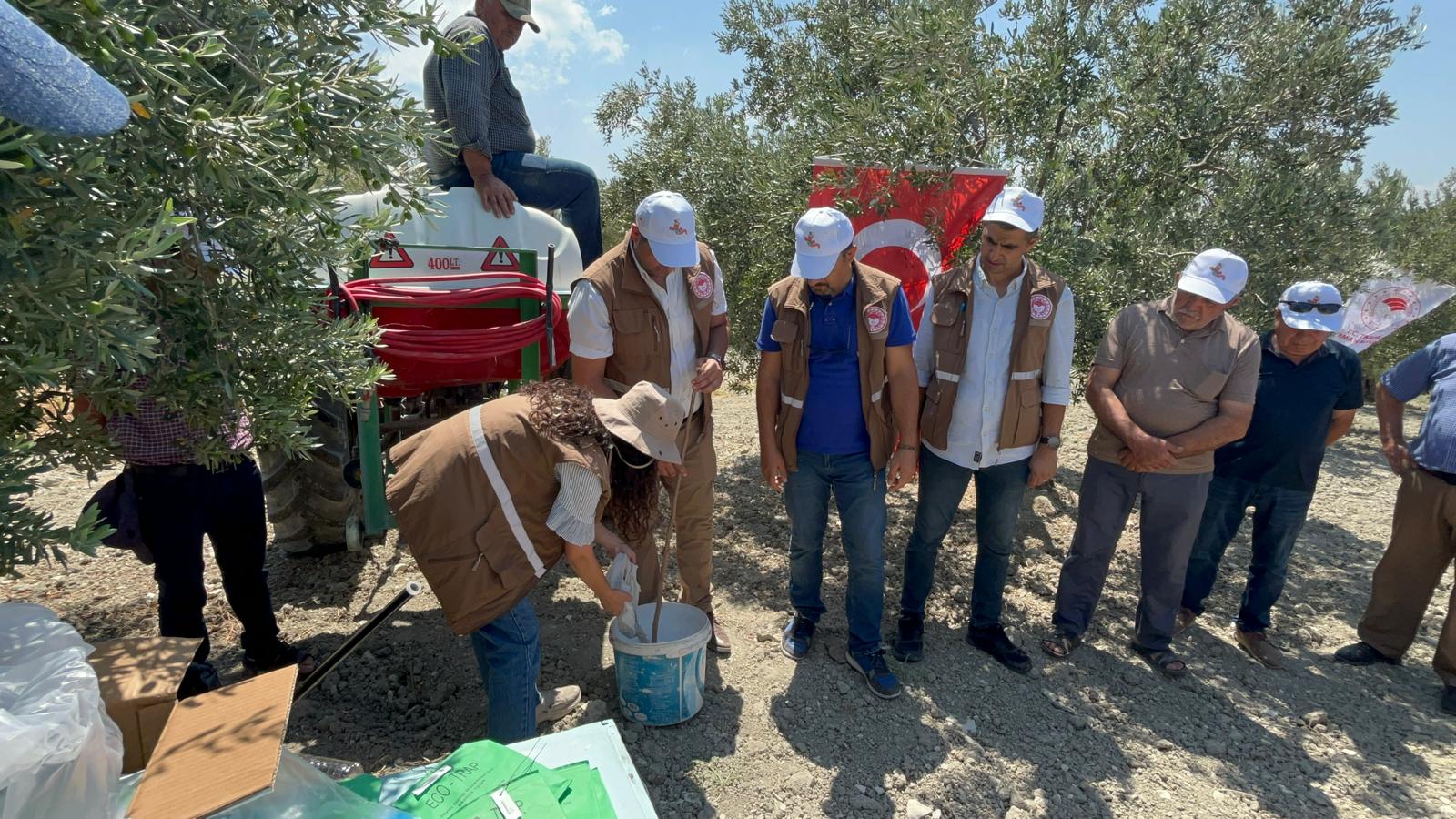 Zeytin Sineği’ne Karşı Biyoteknik Mücadele Başlatıldı (4)