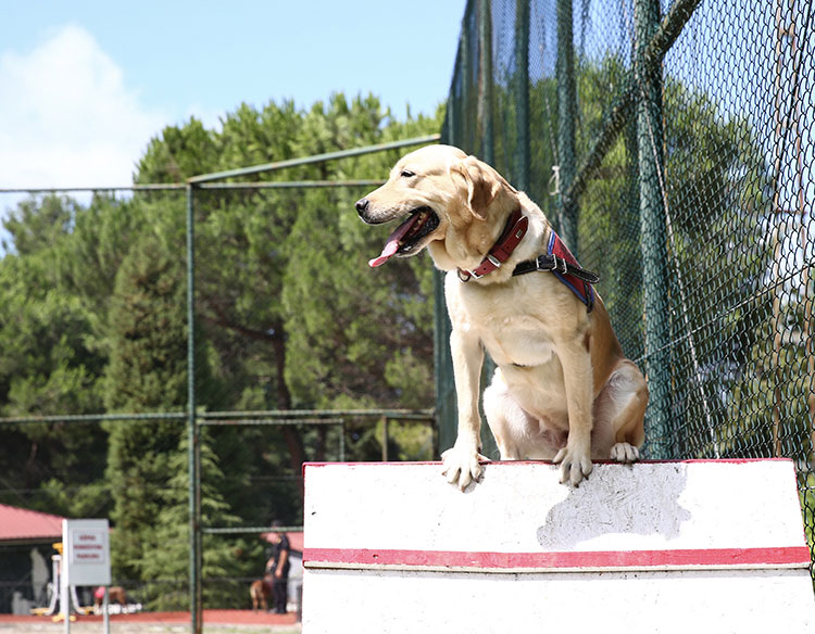 Jandarmanın Dedektör Köpekleri Eğitimlerle Göreve Hazırlanıyor