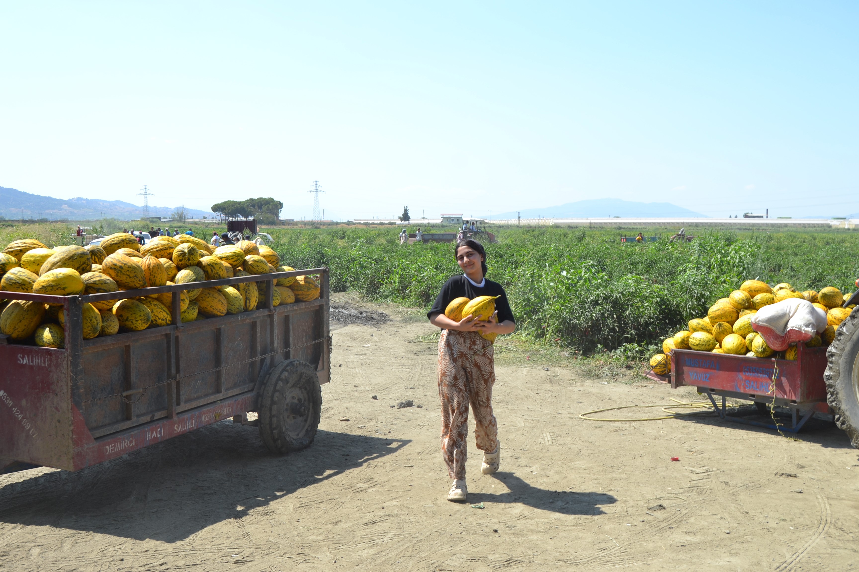 Üreticinin 600 Ton Kavun Ve Karpuzu Ücretsiz Dağıttığını Duyanlar Tarlaya Koştu (5)