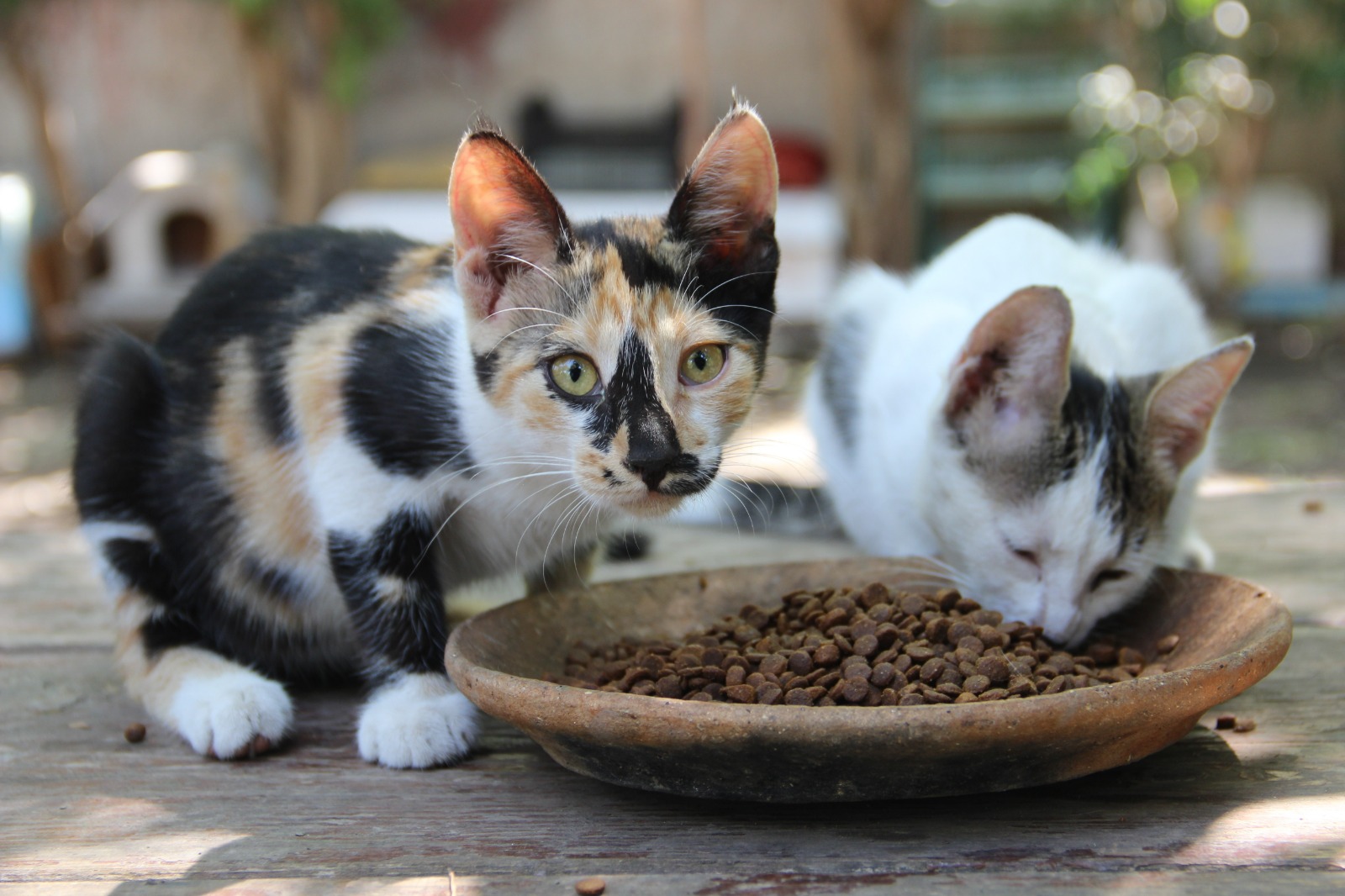 Bir Sesine Onlarca Kedi Koşuyor (1)