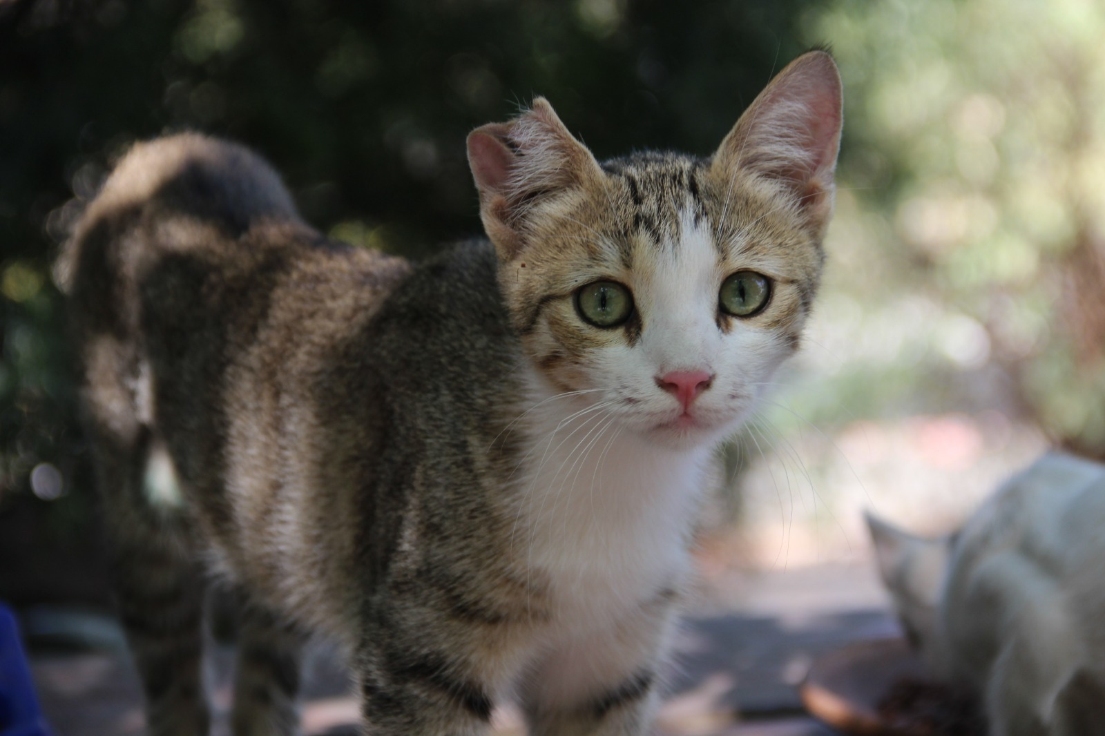 Bir Sesine Onlarca Kedi Koşuyor (4)