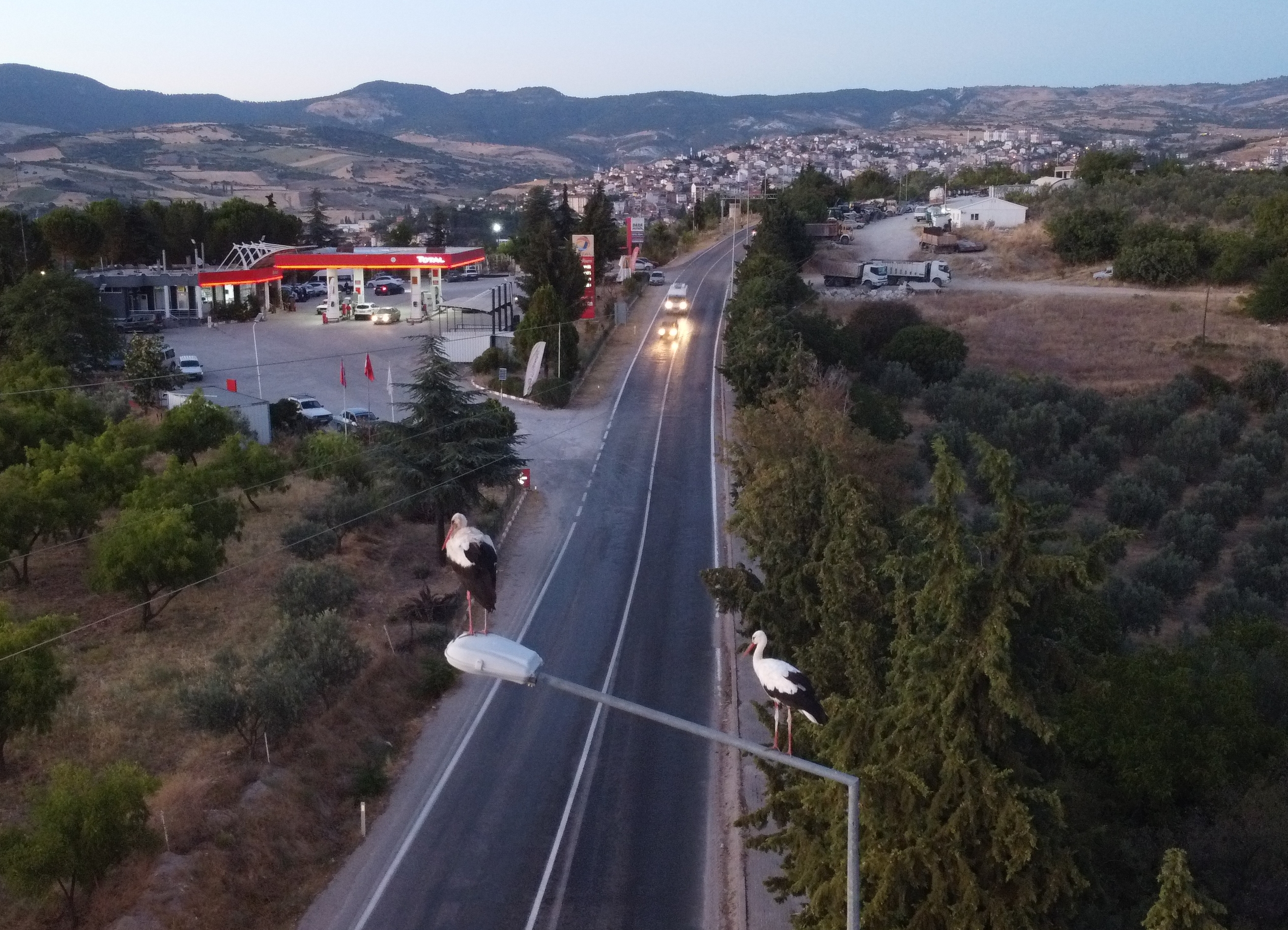 Göç Eden Leylekler Demirci'de Mola Verdi (2)