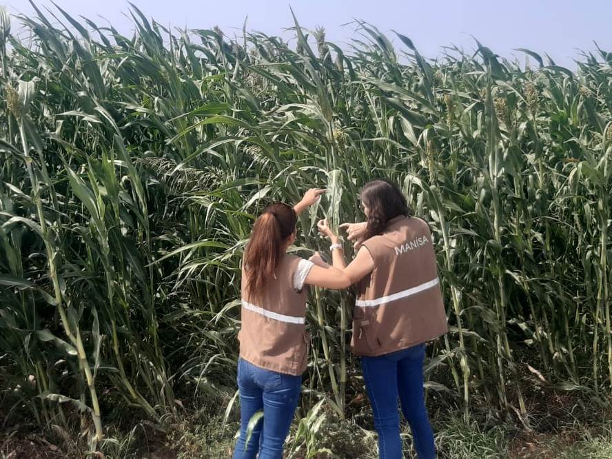 Manisa’da Hayvan Yeminde Maliyet Düşüyor! (4)