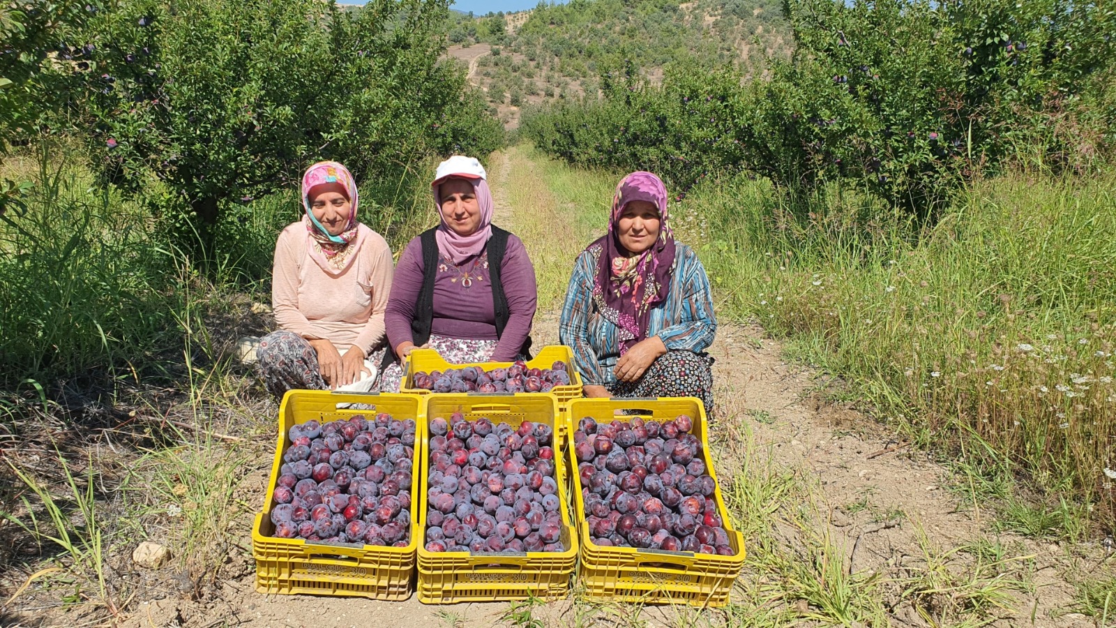 Manisa’nın Eriği Almanya’yı Fethetti (1)