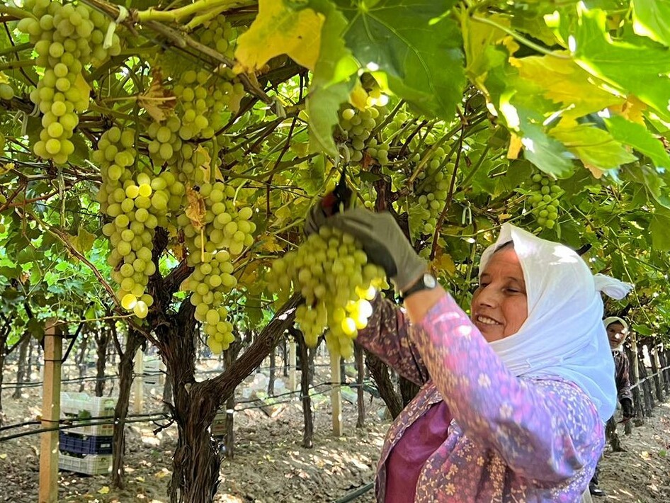 Manisa'nın Gündeminde Bir Tek Üzüm Var! (2)