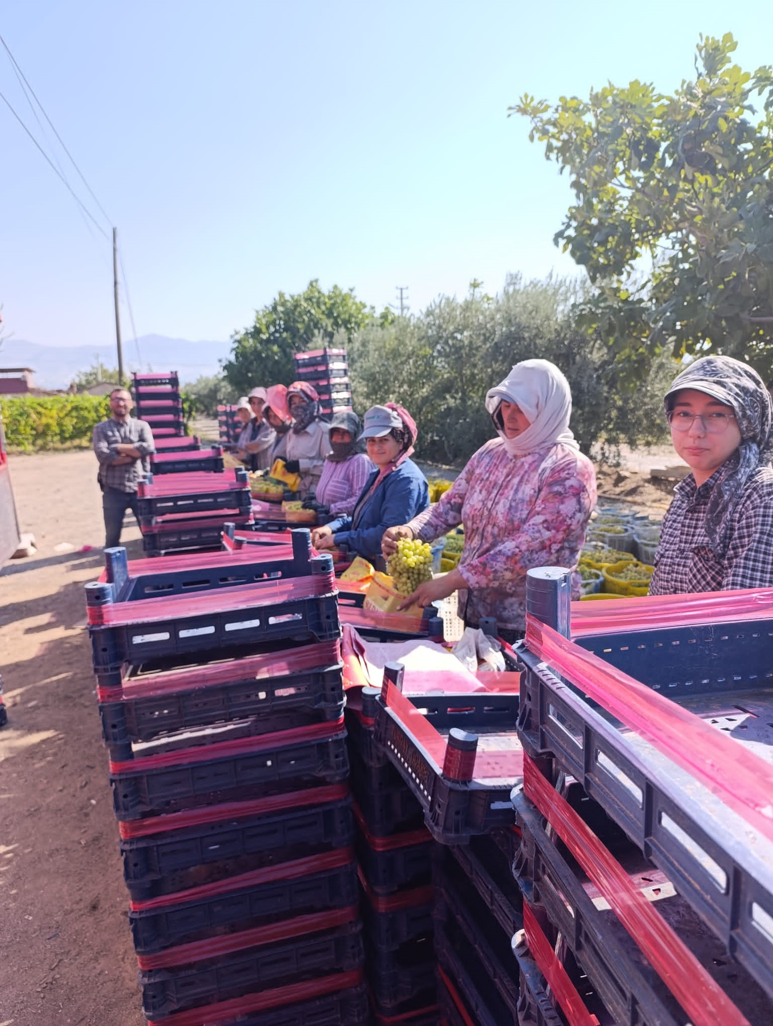 Sarıgöl'de Üzüm Hasadı Sürüyor (3)