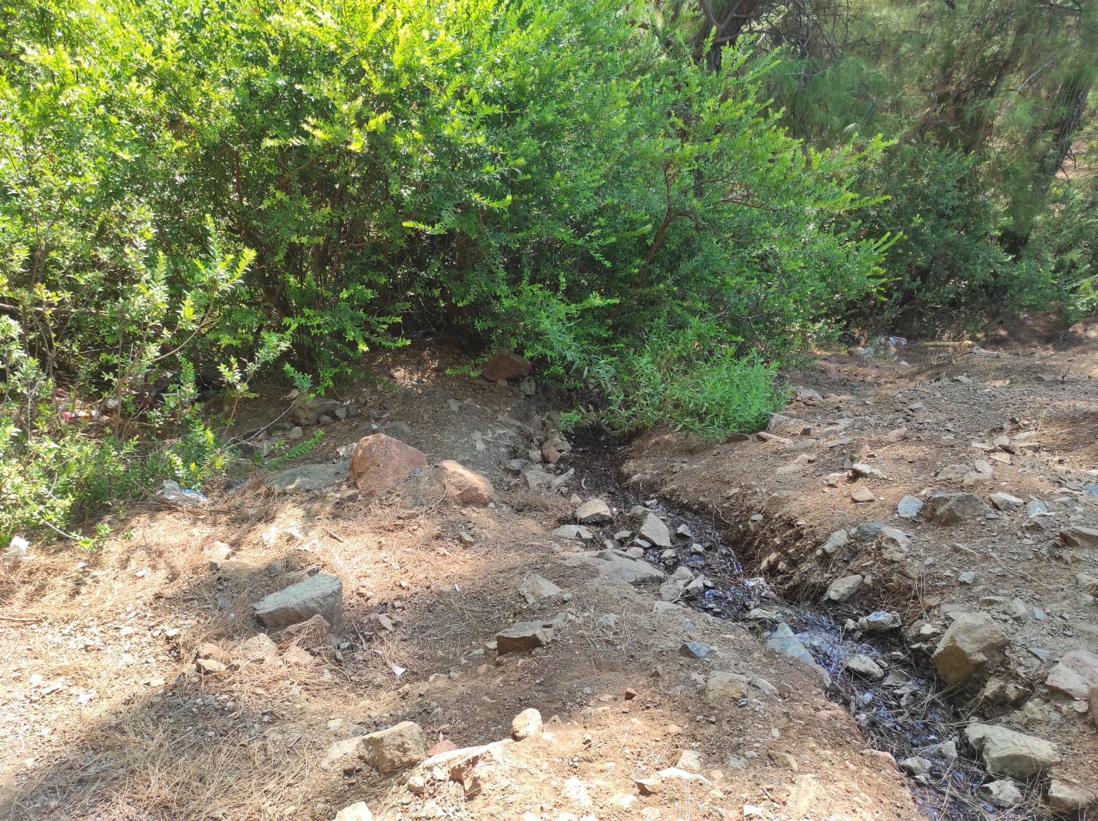 Ormanda Terk Edilmiş Bebek Bulundu (5)