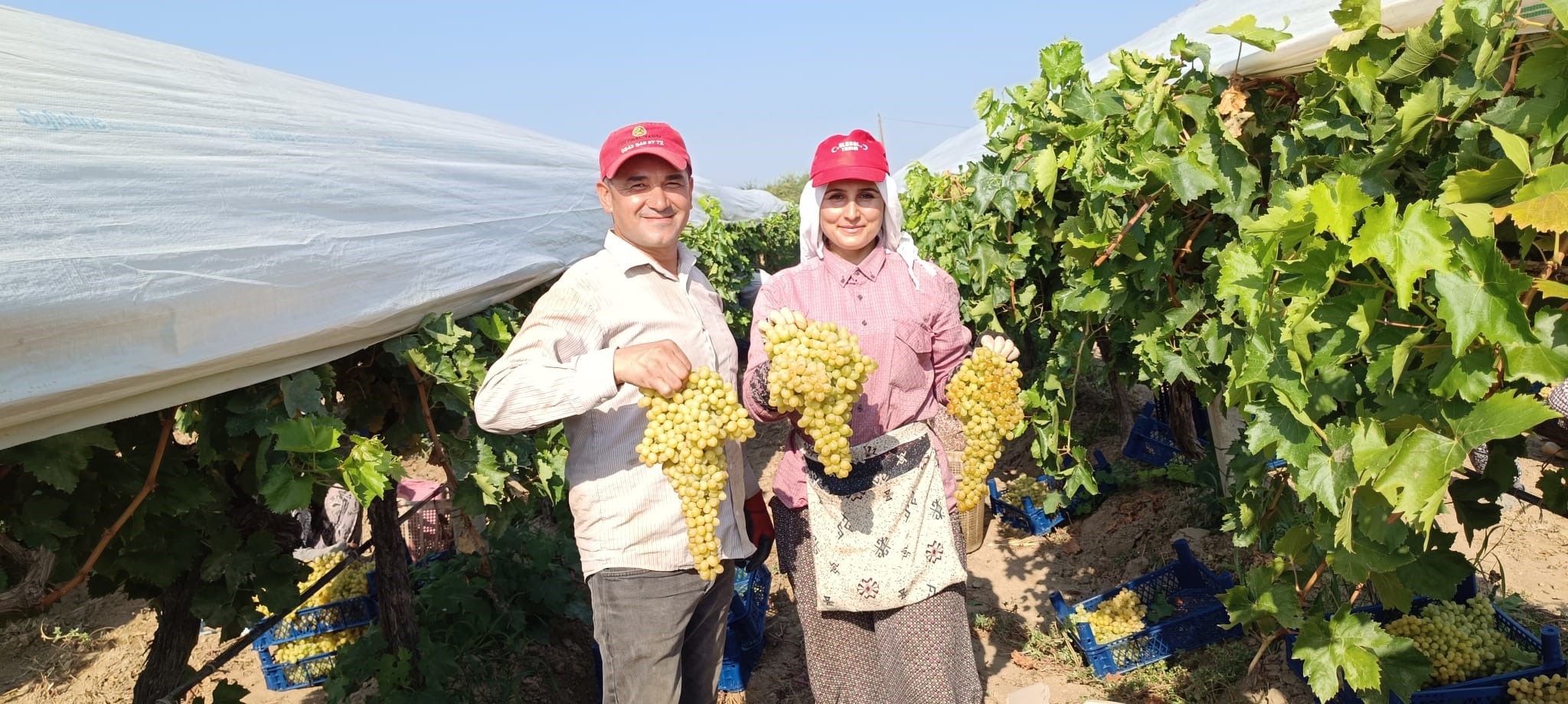 Devasa Üzüm Salkımını Bulan Işçiye Bahşiş (1)